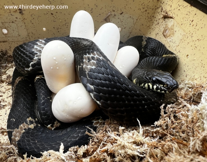 Russian Rat Snake